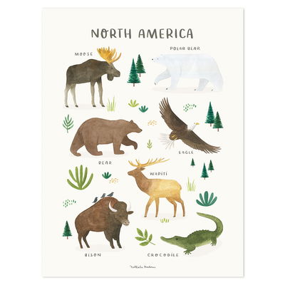 Poster - Tiere aus Nord Amerika Poster - Tiere aus Nord Amerika