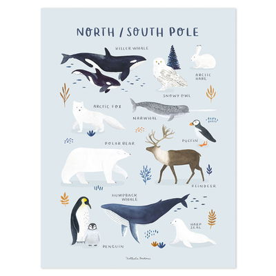 Poster - Nord- & Südpol Poster - Nord- & Südpol