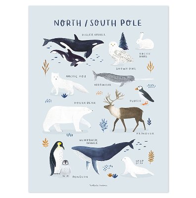 Poster - Nord- & Südpol